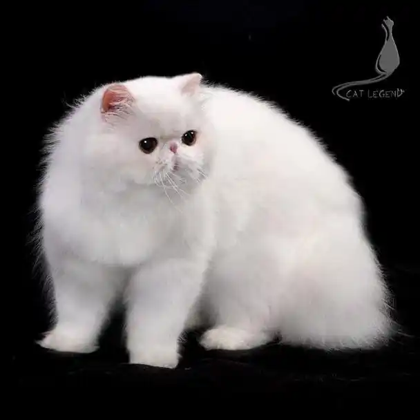 不养一只加菲猫都不知道原来好处那么多