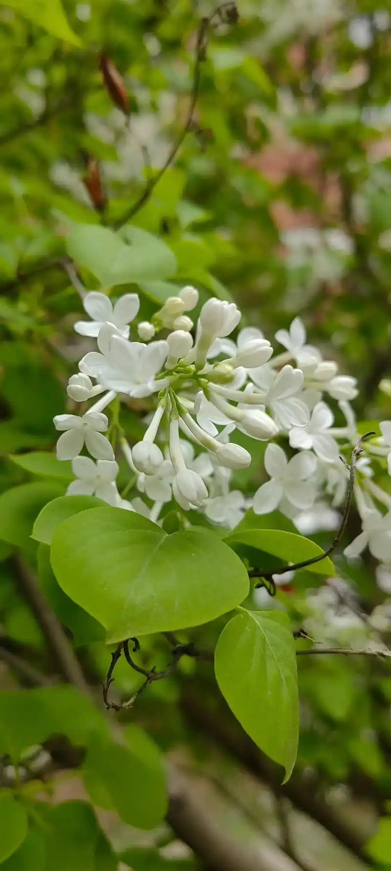 小区里的白色丁香花——花语主要包括纯洁,清新,高雅以及青春欢 - 抖