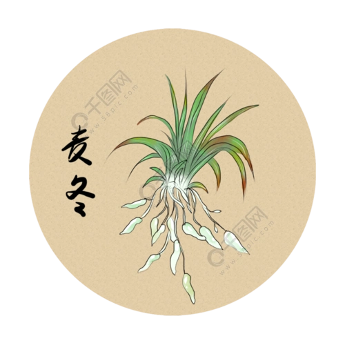 纯原创手绘中药草本植物麦冬