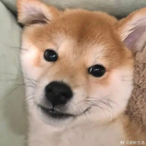 汪星人#柴犬头像 |情头来啦!  #宠物