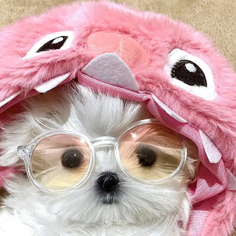 狗狗情侣头像给大家安排上(第四波) 这是一期大家喜欢的墨镜9815
