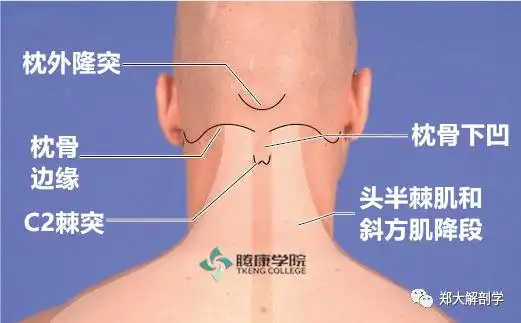 干货分享,如何准确定位颈椎?_枕骨