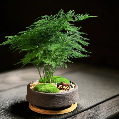 文竹小盆盆栽室内好养植物防辐射盆景四季常青绿植