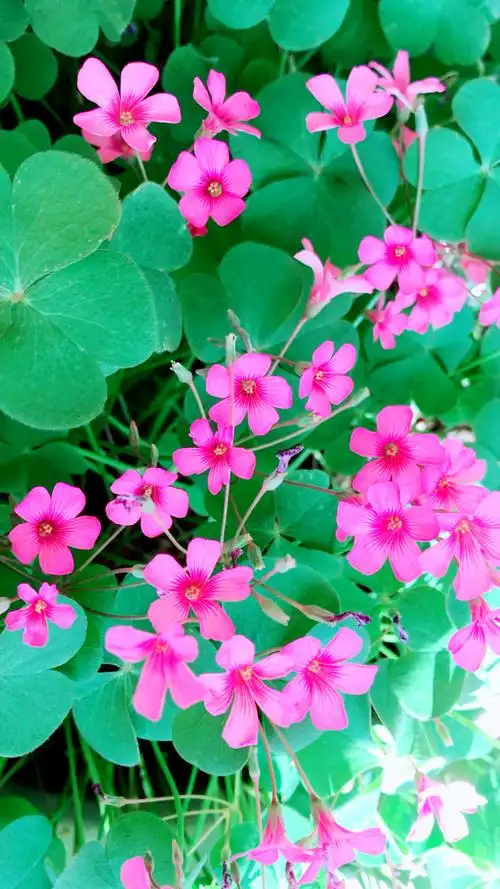 家里的四叶草92满盆开花98花香满屋