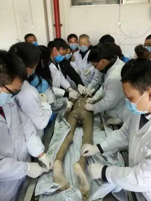 5月10-18日(新疆)针刀微创临床应用尸体解剖高级研修班-在线订票-互动