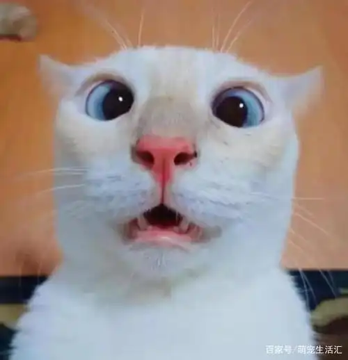 沙雕猫咪自拍头像逗比搞笑 - 可爱情侣头像!