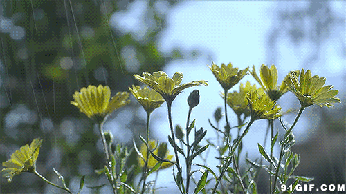 雨水冲洗着绿花草动态图