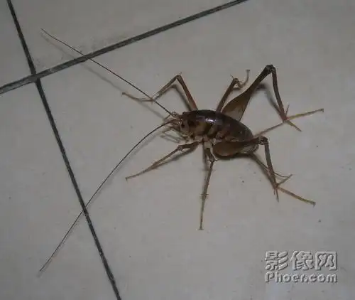 展开全部 灶马蟋