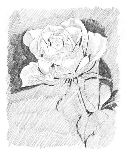 超简单易懂的素描临摹~学习学习!