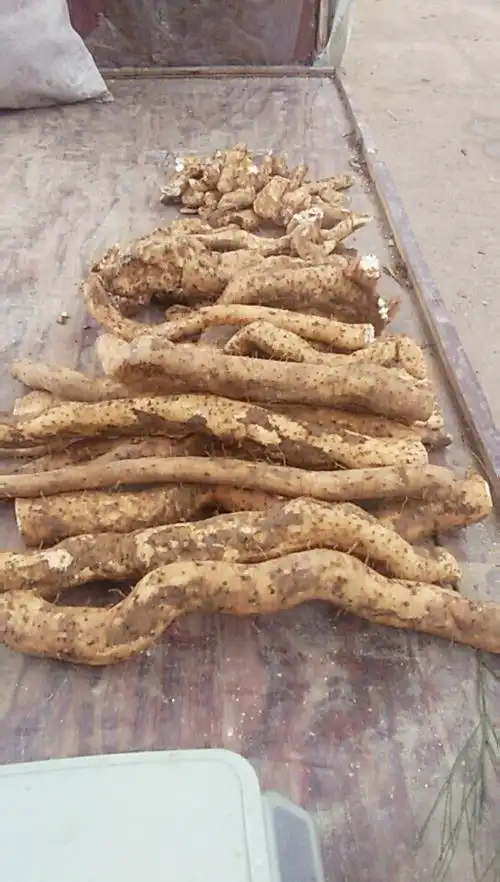 纯野生山药想要的就连续吧😄 - vivo官方社区