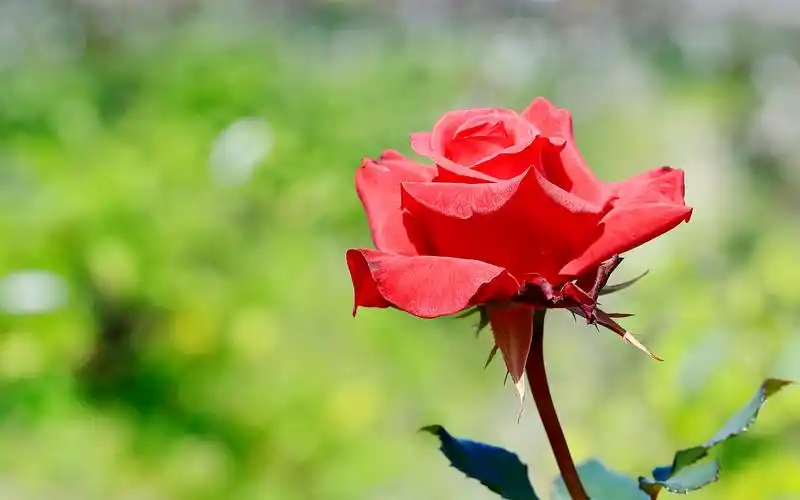 红玫瑰微距摄影唯美高清图片桌面壁纸-植物壁纸-手机壁纸下载-美桌网