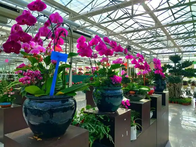 2019北郎中花卉首届跨年大型花展唯美!惊艳!震撼!