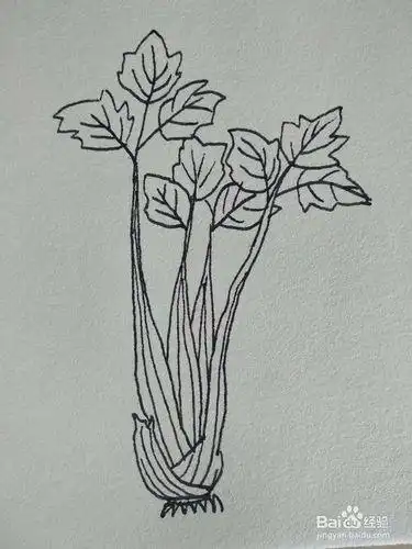如何画一棵生动形象的芹菜卡通儿童简笔画有水芹旱芹西芹三种功能相近
