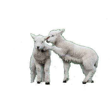 棕板附近的白羊