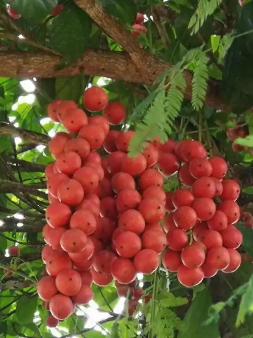 10061599873507商品名称:悠妃三丫果木奶果稀有罕见水果云南野生山果