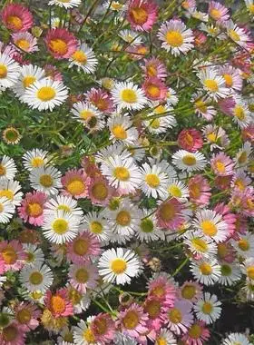 小耳朵墨西哥飞蓬10cm盆栽耐热花卉