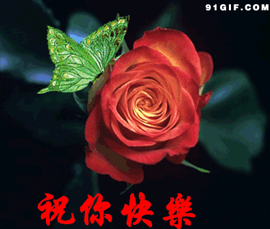 394_333gif 动态图 动图