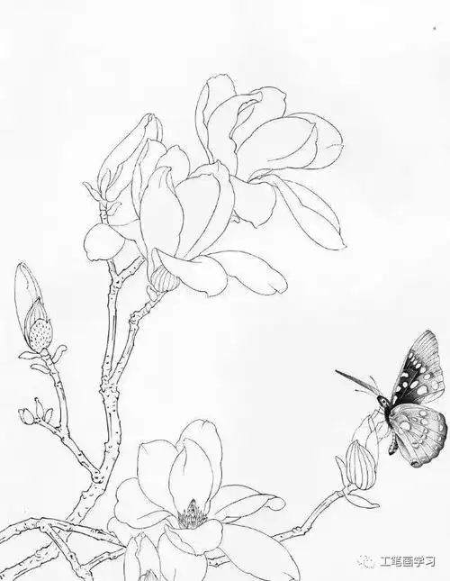 花,蝴蝶白描图谱