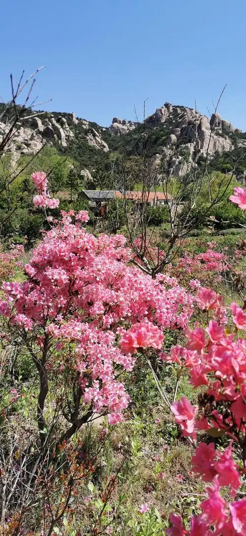 今天去山里看杜鹃花了,野生的