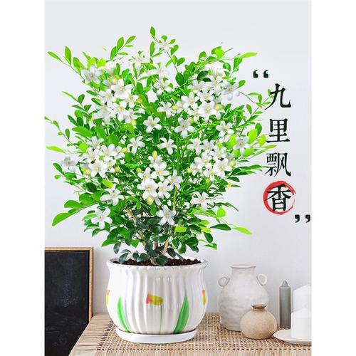 九里香盆栽驱蚊植物室内水培花卉四季开花七里香老桩绿植盆景树苗
