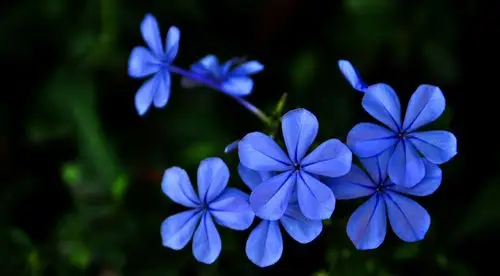 有没有蓝色的花的图片,可以当空间背景的高清大图