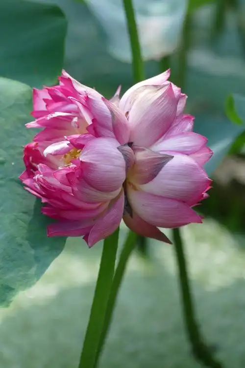 又是一年荷花秀,并蒂相连两相守;花中君子美当头,今夏让君拍个够!