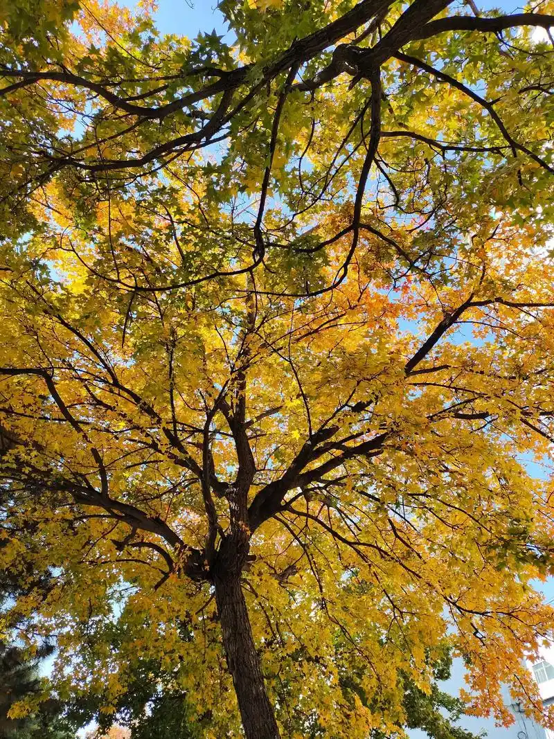 真的好喜欢秋天的颜色