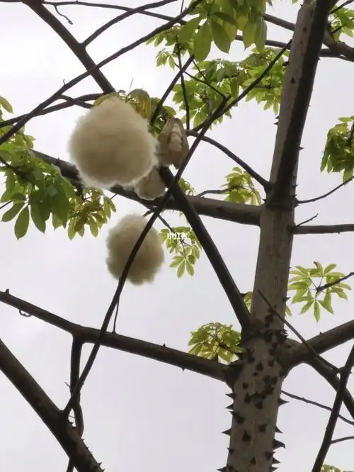 木棉絮原来有种甜甜的巧克力味