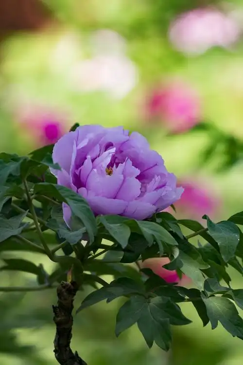 【图片4】迟到的景山公园牡丹花--蜂鸟论坛照片套图