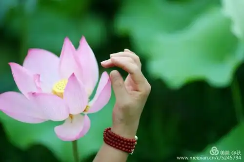 把岁月写在荷花上