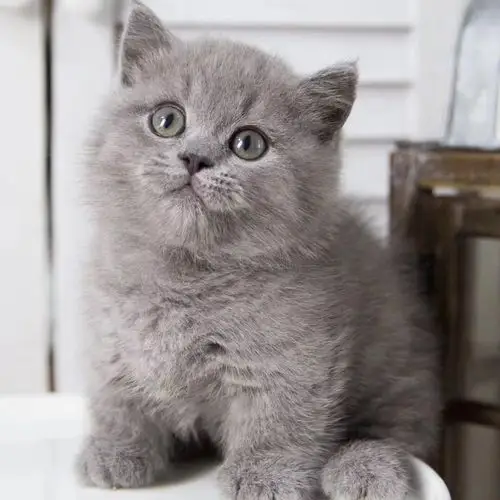 蓝猫宠爱天下英短纯种幼猫幼崽猫咪