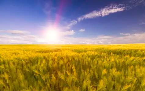 在西班牙的麦田麦田在明亮的日光太阳的光线照片