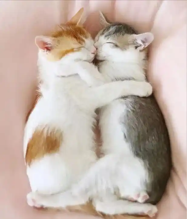 家里只有一只猫咪的人为什么很多人养猫会养两只?