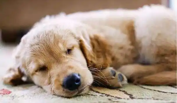 如何在第一时间发现狗狗生病可以从这7个方面观察