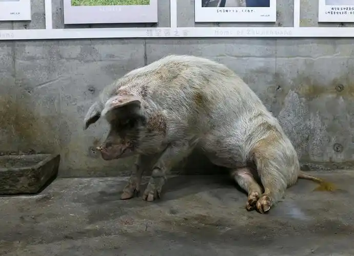 一周图片猪坚强即将走到生命终点网友挺过512