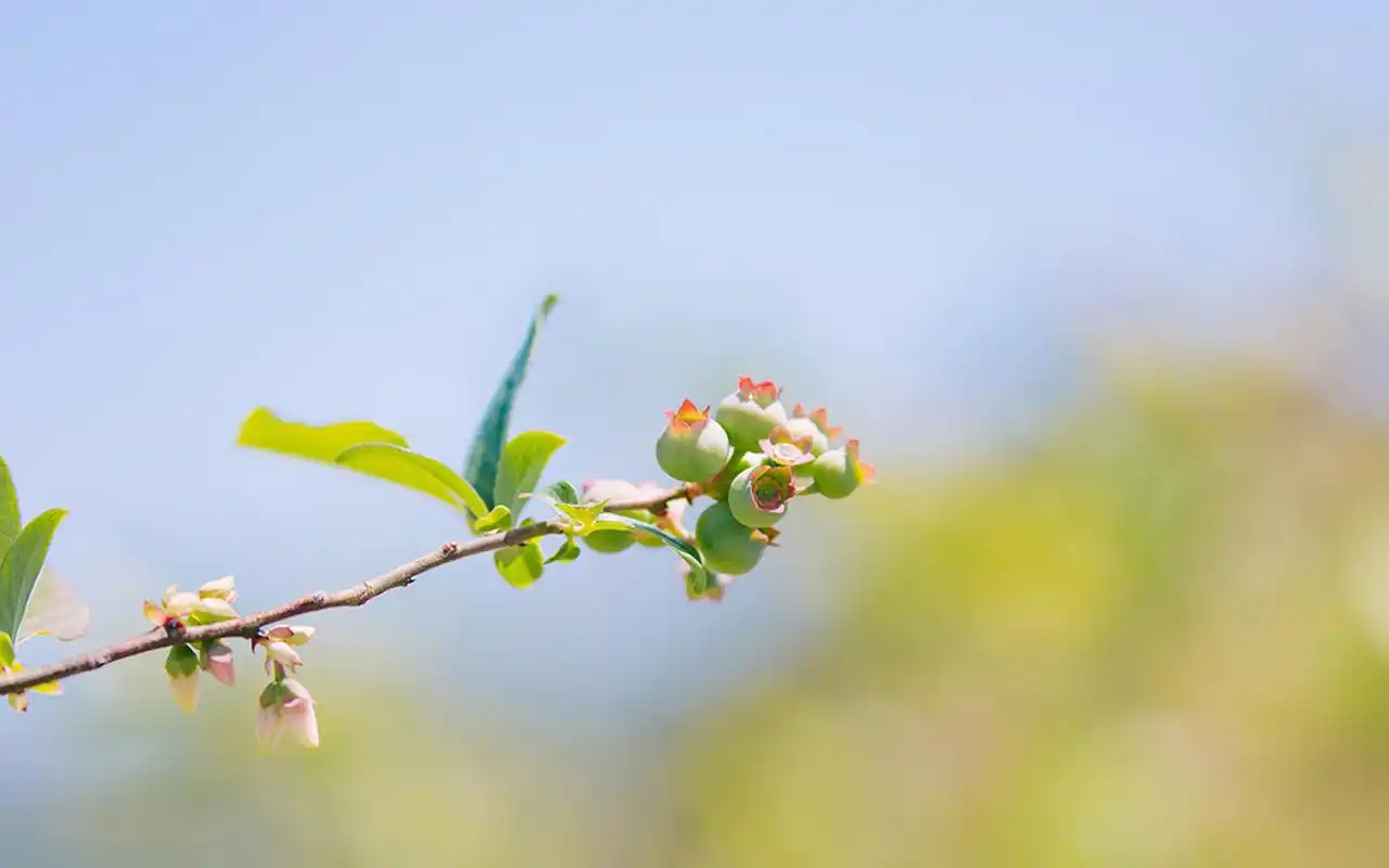 清新养眼的蓝莓花摄影图片高清壁纸
