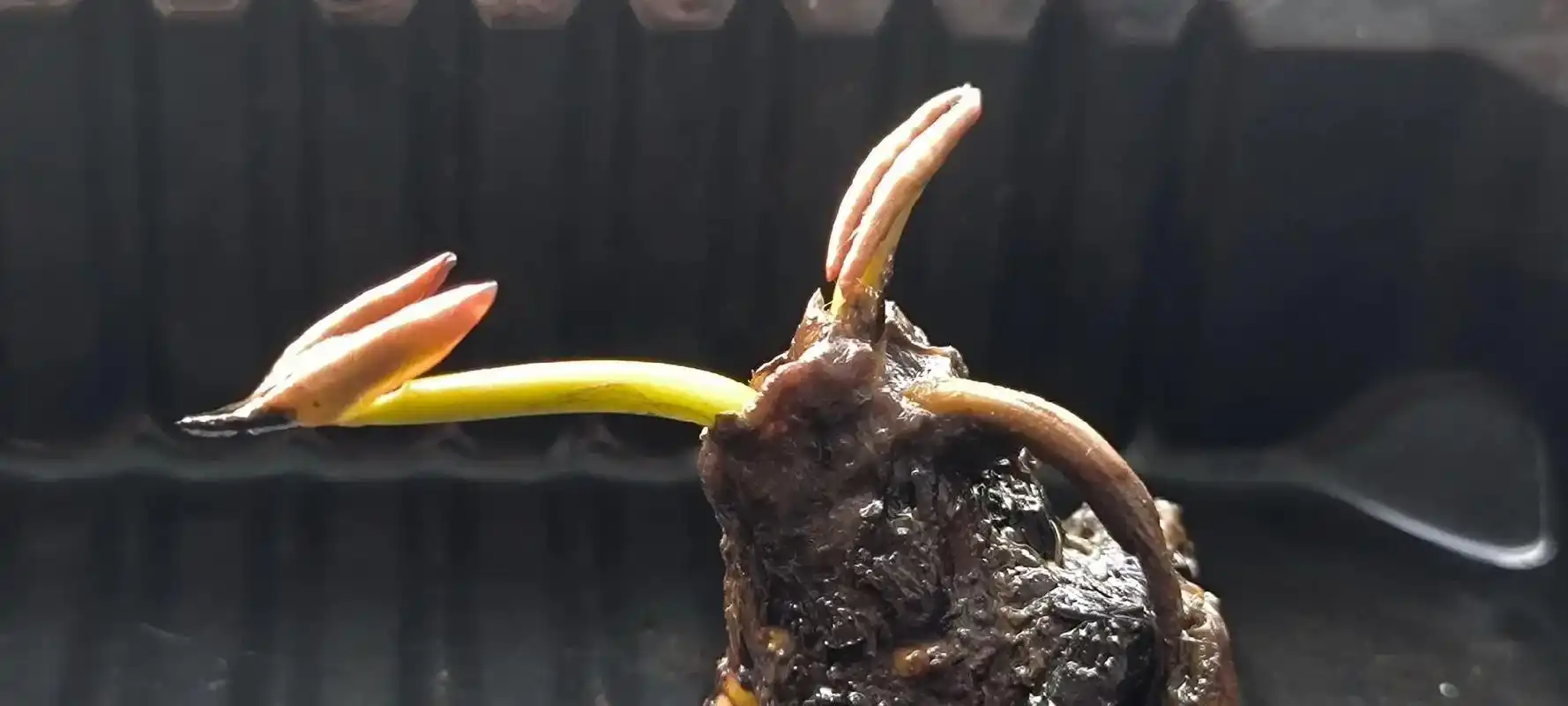 上月底花3.99米网购的三个迷你睡莲根块巳不再沉睡,发芽并长 - 抖音