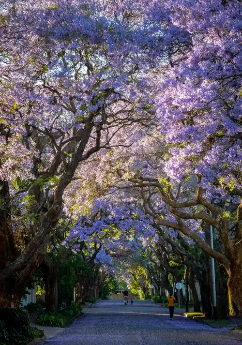 约翰内斯堡蓝花楹盛开