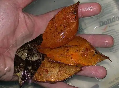 薄薄的像树叶的鱼是什么鱼