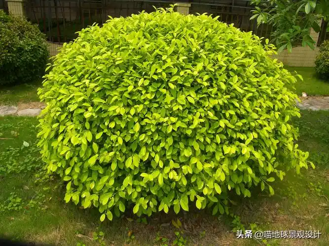 常见灌木35种常见的球类灌木植物