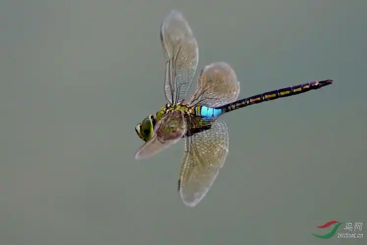 蜻蜓.飞翔