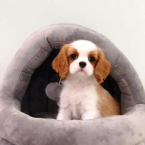 更新了楼里大家提名的狗狗图片 一起来吸可爱狗狗07 | 图很多预警