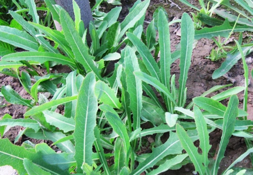 苦菜是农村营养价值很高的野菜,也叫苦麻菜,苣荬菜等俗称;性苦寒