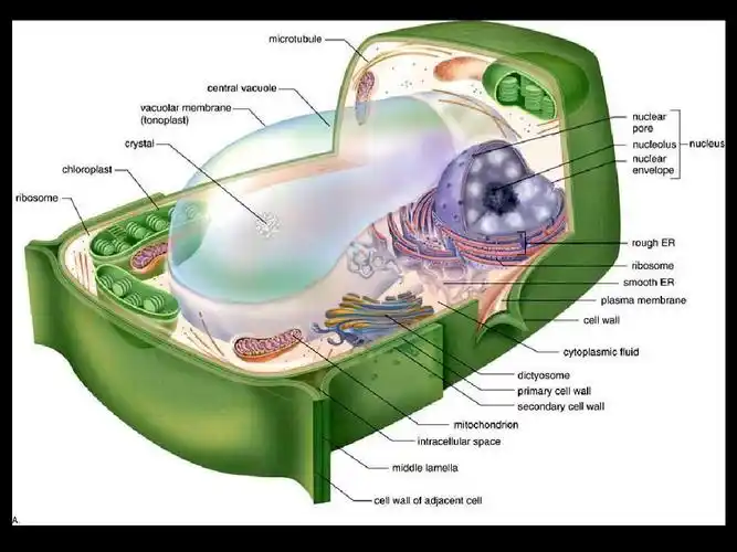 1植物细胞的形态结构1ppt