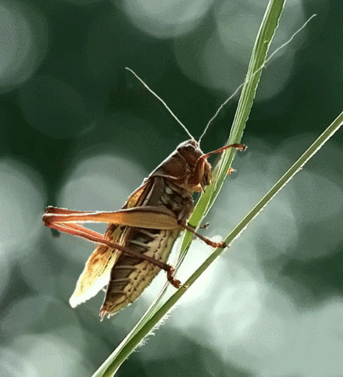 蝈蝈声里话长短