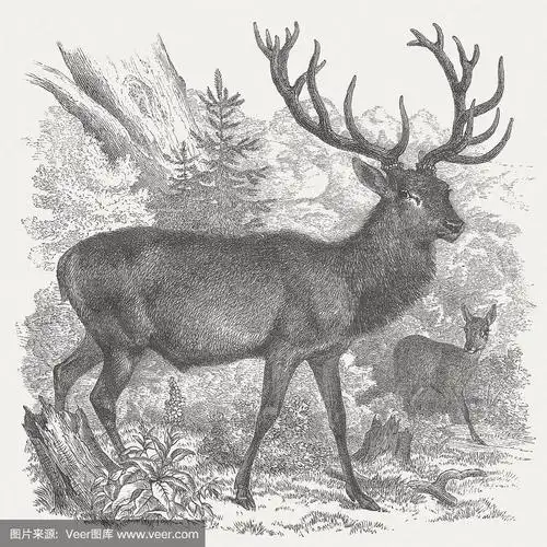 马鹿(cervus elaphus),木版,1875年出版