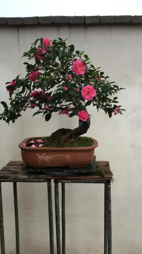 原生茶梅造型盆景老盆口!