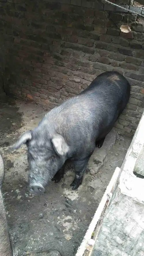 出售,自家养的黑猪