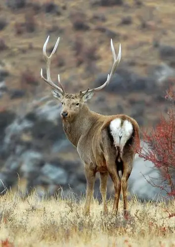野生动植物种国际贸易公约 /a>》中,西藏马鹿排在中国一级重点保护