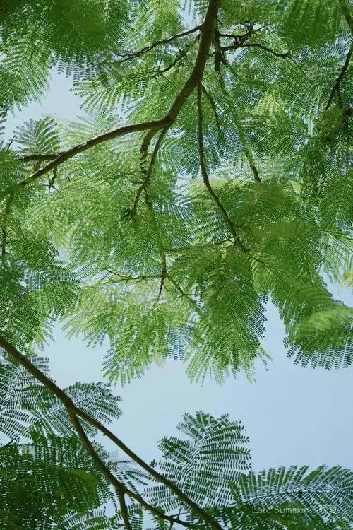 躲在绿色里面偷夏天